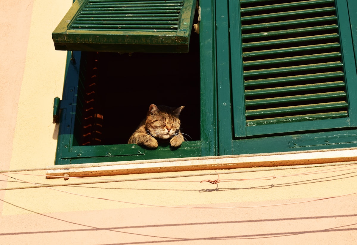 Gato mirando por la ventana, protegido con malla de seguridad en Barranquilla