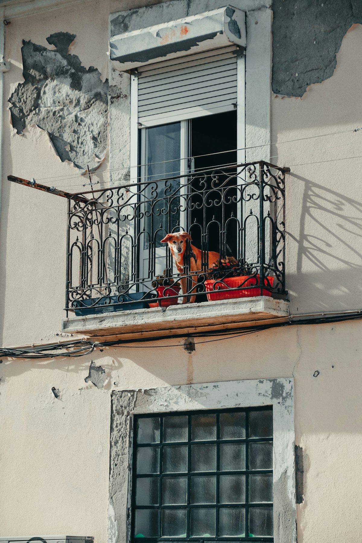 Perro en el balcón de un apartamento, protegido con malla de seguridad